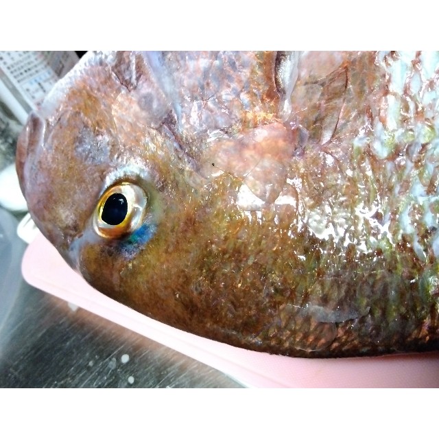 f:id:turizubora:20240326212629j:image