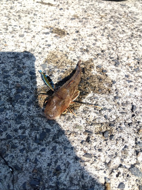 f:id:turizubora:20240904212344j:image