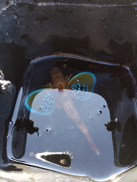 f:id:turizubora:20240904212528j:image