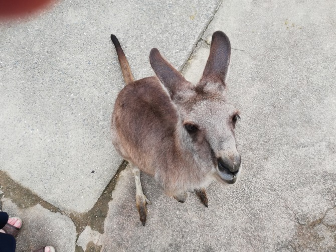 長崎のよかところ 動物と触れ合える場所 長崎バイオパーク A Good Place To Visit In Nagasaki Nagasaki Bio Park The Place Where You Can Come Into Close Contact With Animals Turkeyriceの勝手に英訳ブログ Turkeyrice S Blog Written In Both Japanese 長崎のよかところ 動物と触れ合える場所 長崎バイオパーク A Good Place To Visit In Nagasaki Nagasaki Bio Park The Place Where You Can Come Into Close Contact With Animals Turkeyriceの勝手に英訳ブログ Turkeyrice S Blog Written In Both Japanese