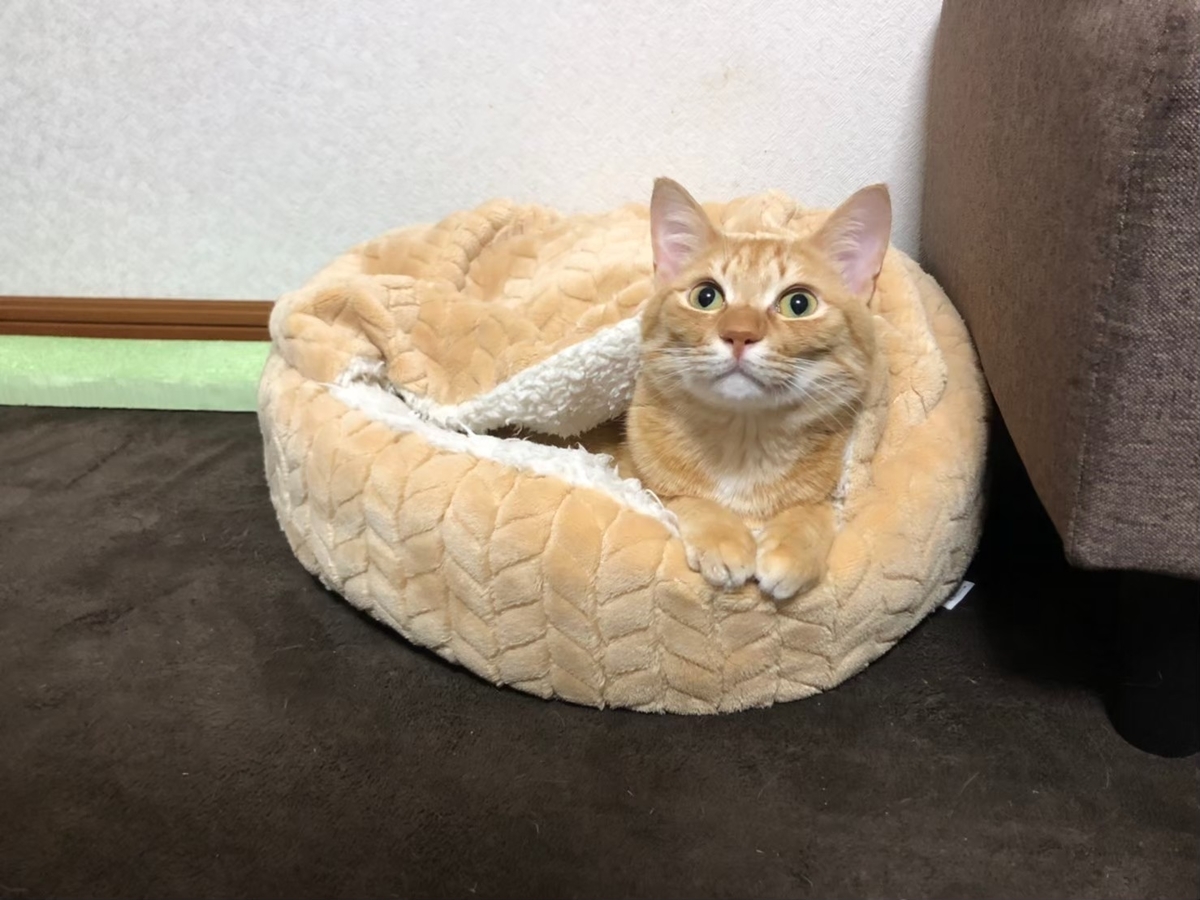 f:id:turkeyrice:20211003180111j:plain