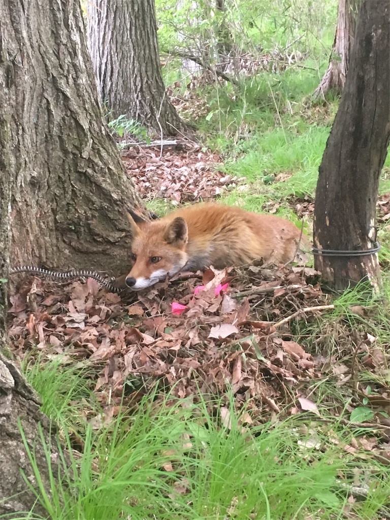f:id:turtle__1:20191223075120j:image f:id:turtle__1:20191223075120j:image