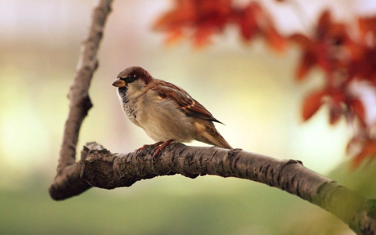 f:id:turtleblog:20190402110312j:plain