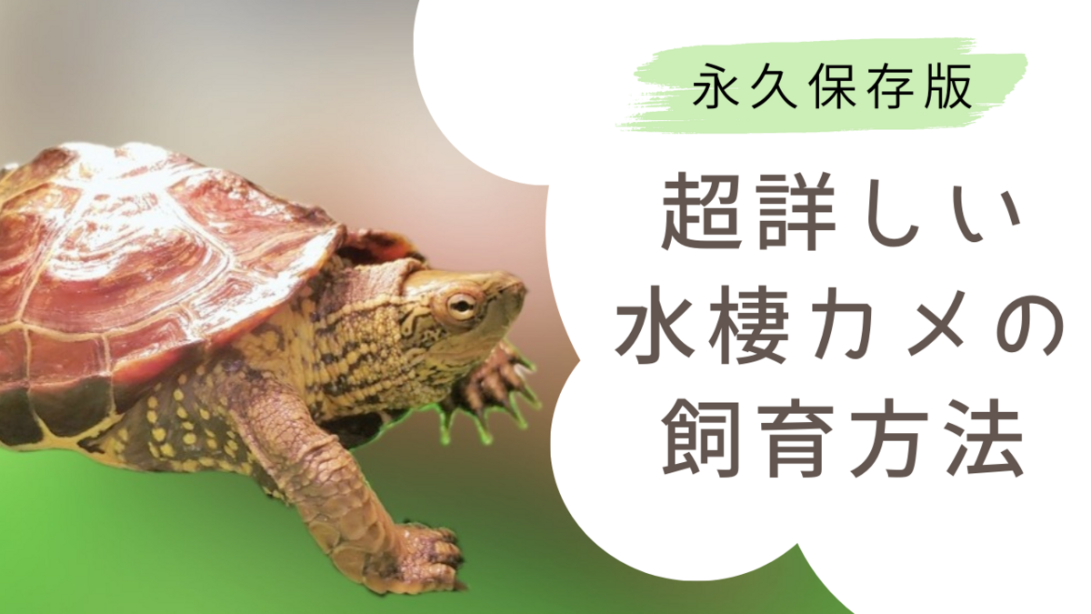 イシカメ様 リクエスト 2点 まとめ商品 中国美術 紫泥 刻文字 亀甲羅 一対(