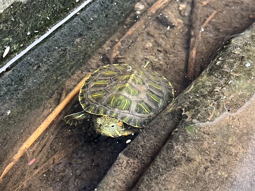 f:id:turtlep:20240726002626j:image