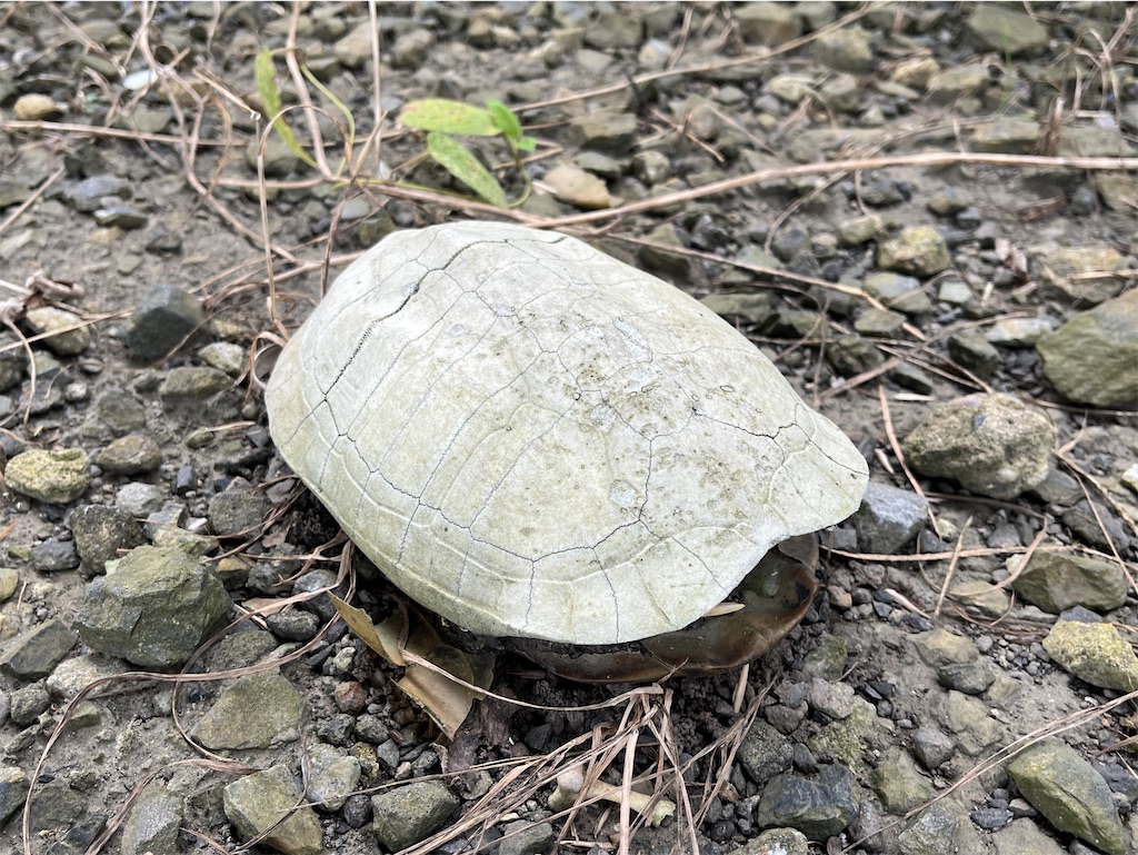 f:id:turtlep:20240726003223j:image