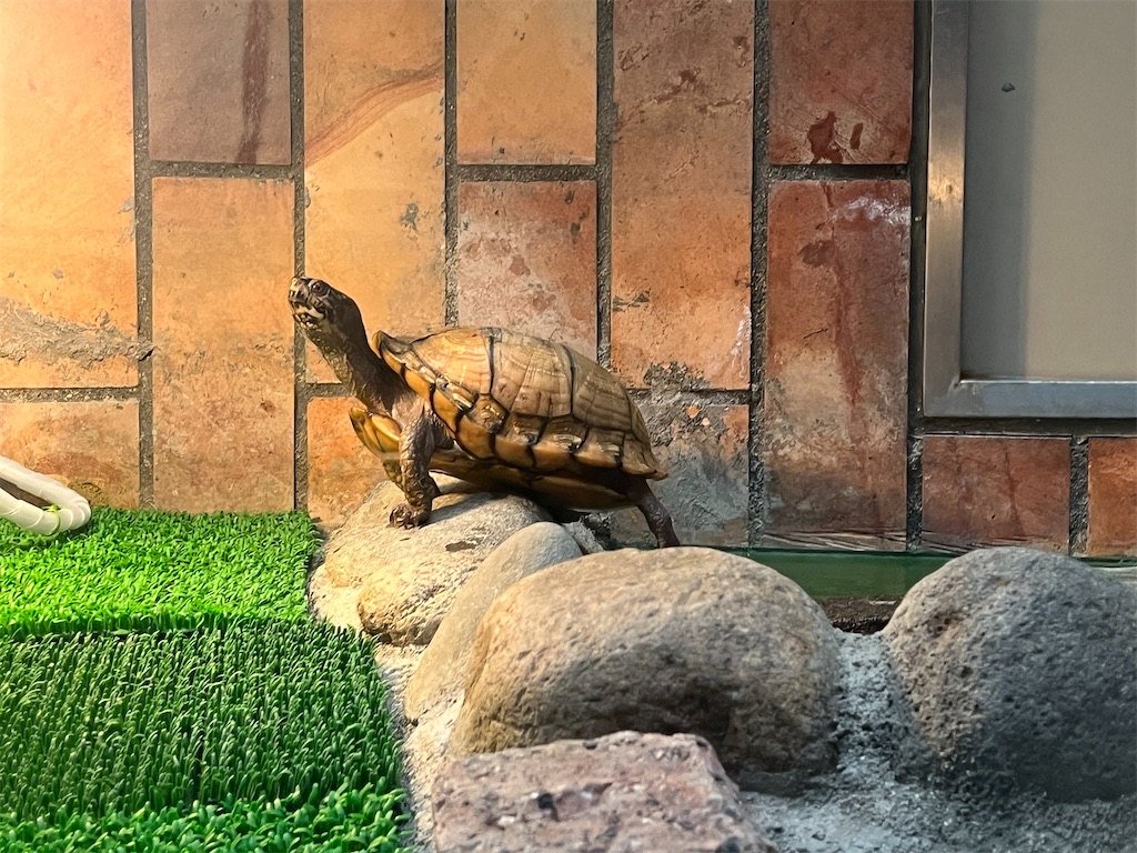 f:id:turtlep:20241003202930j:image