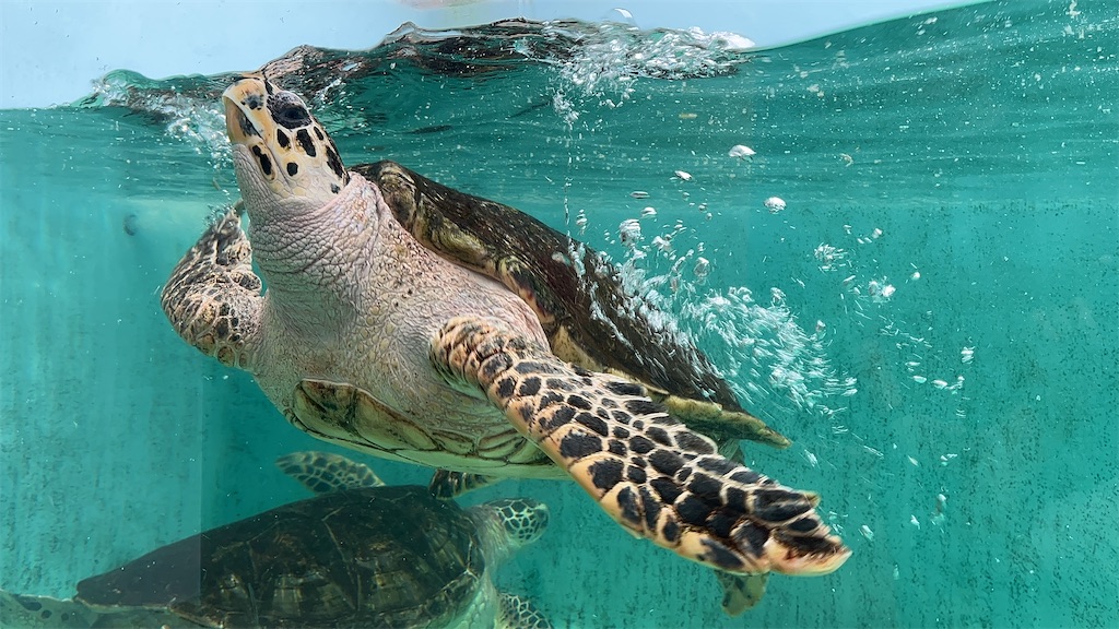 f:id:turtlep:20241003203000j:image