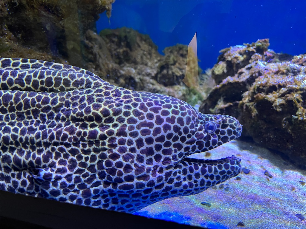 f:id:turtlep:20241003203049j:image