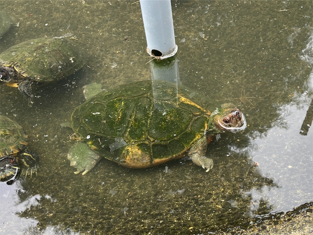 f:id:turtlep:20241003203107j:image