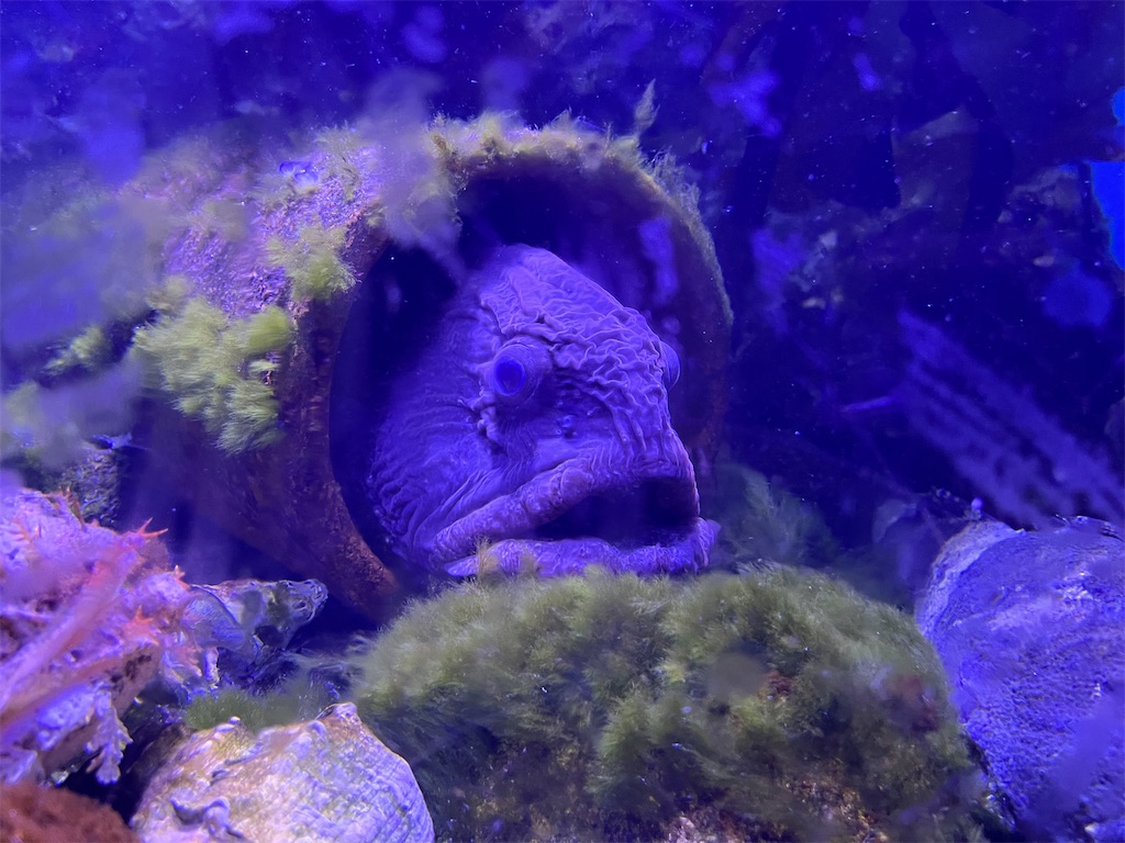 f:id:turtlep:20241003203158j:image