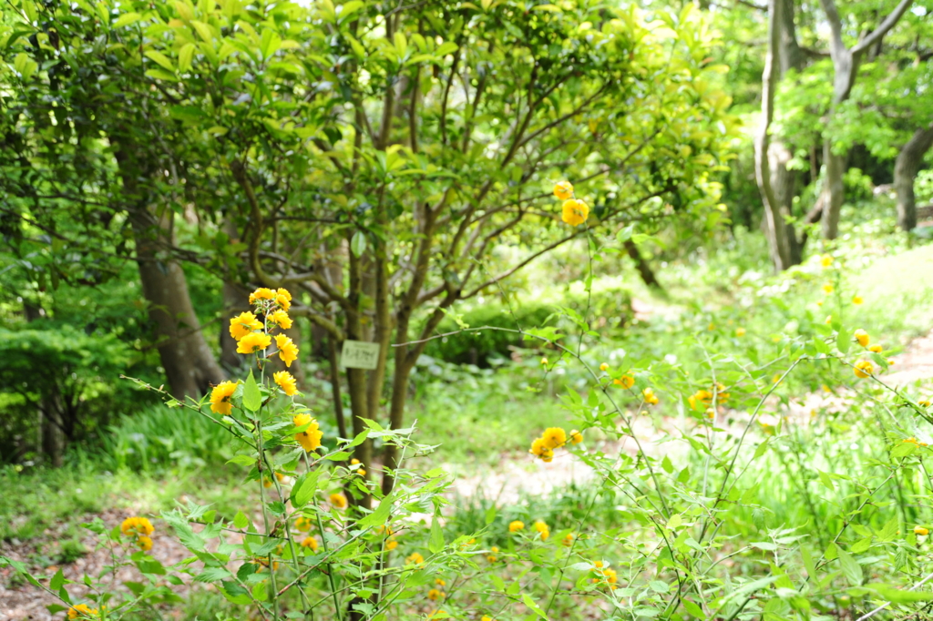 f:id:turumigawa915:20170430161551j:plain