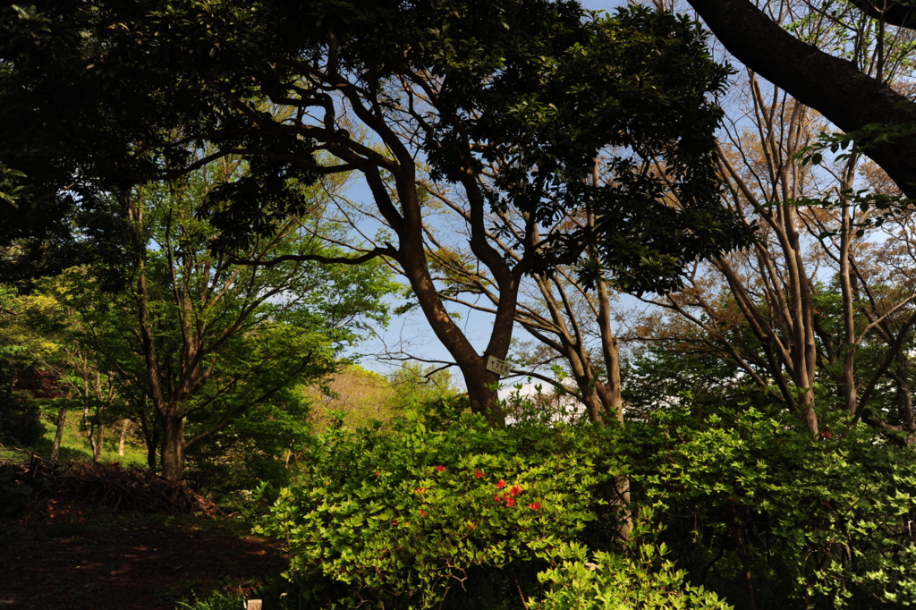 f:id:turumigawa915:20170430161602j:plain