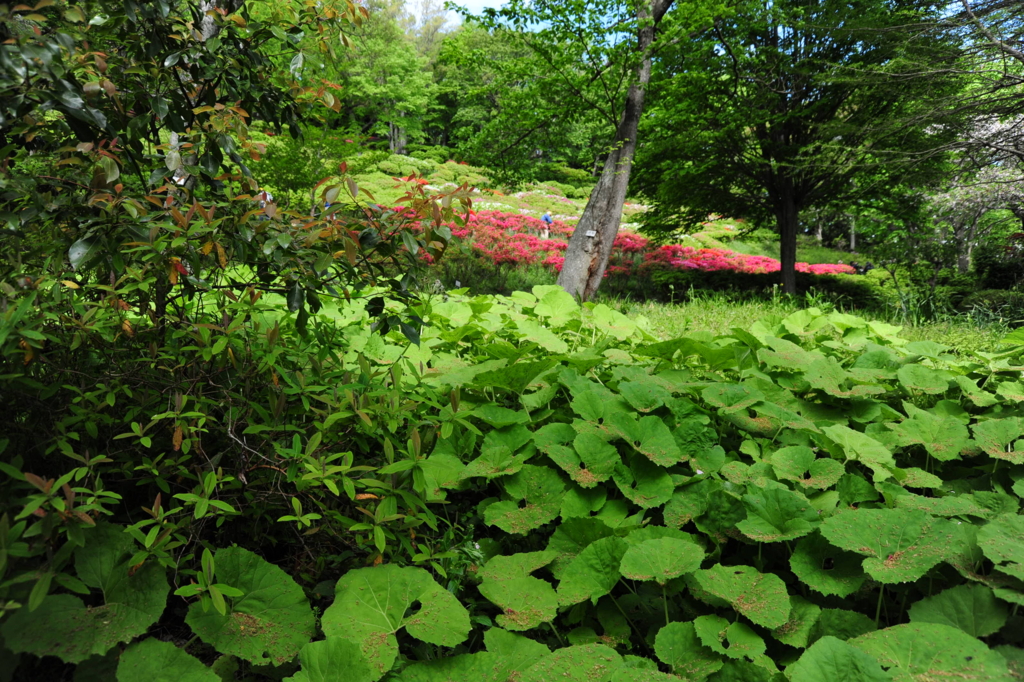 f:id:turumigawa915:20170430161617j:plain