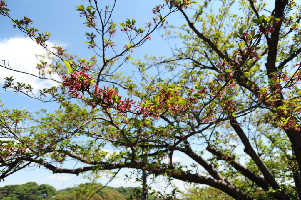 f:id:turumigawa915:20170430190644j:plain