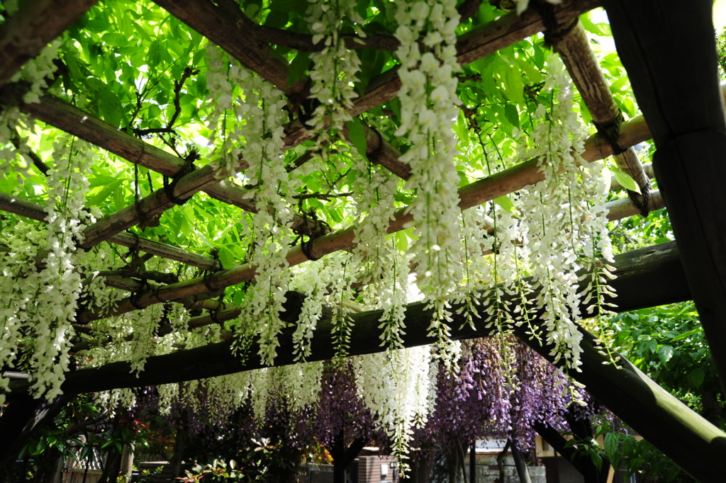 f:id:turumigawa915:20170507155443j:plain