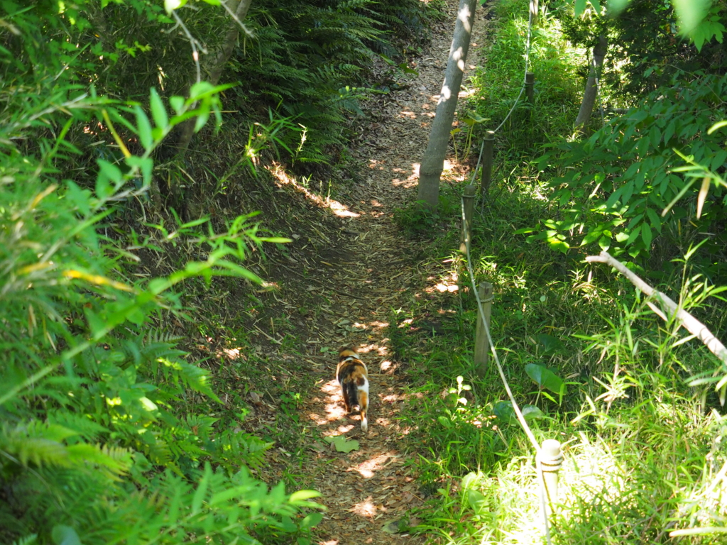 f:id:turumigawa915:20170521155838j:plain