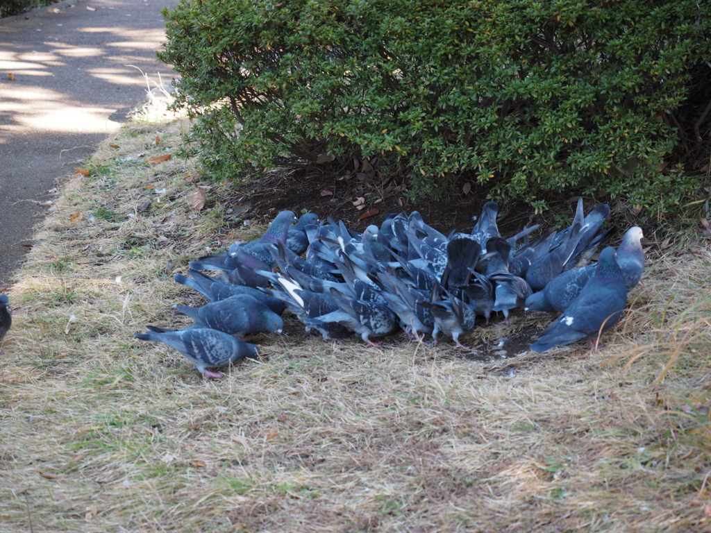 f:id:turumigawa915:20171203195647j:plain