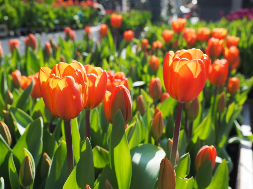 f:id:turumigawa915:20180108144003j:plain