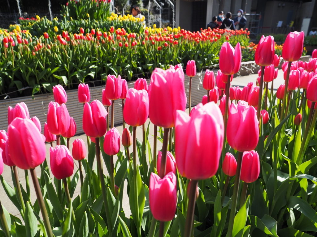 f:id:turumigawa915:20180108144037j:plain