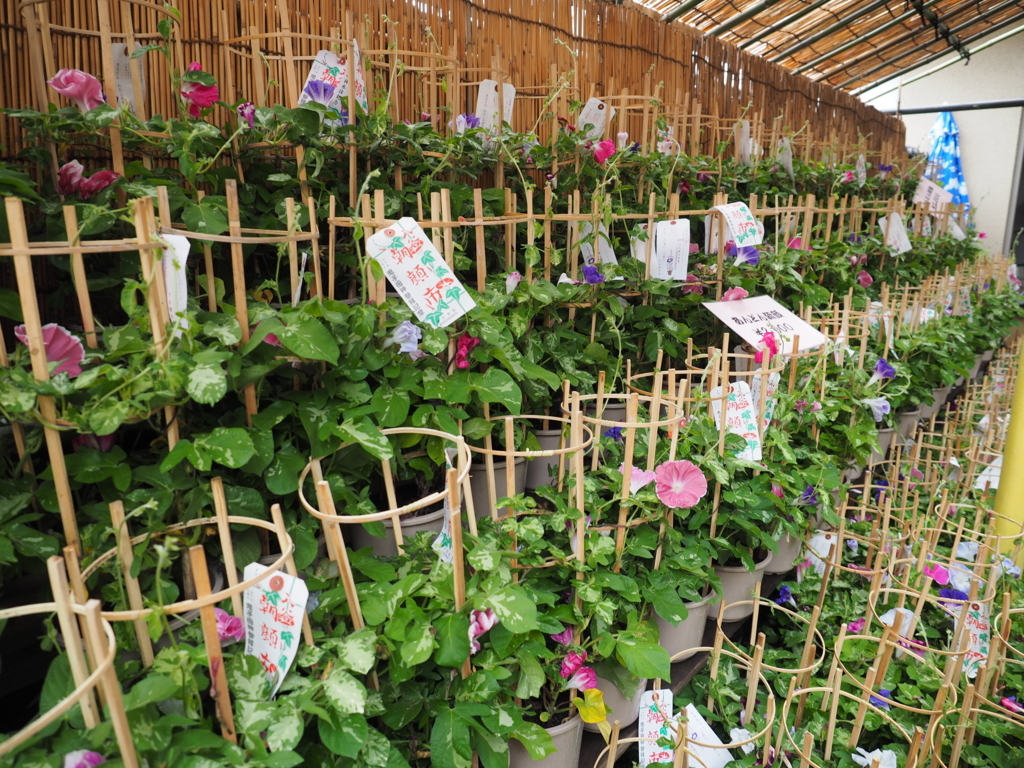 f:id:turumigawa915:20180708184616j:plain