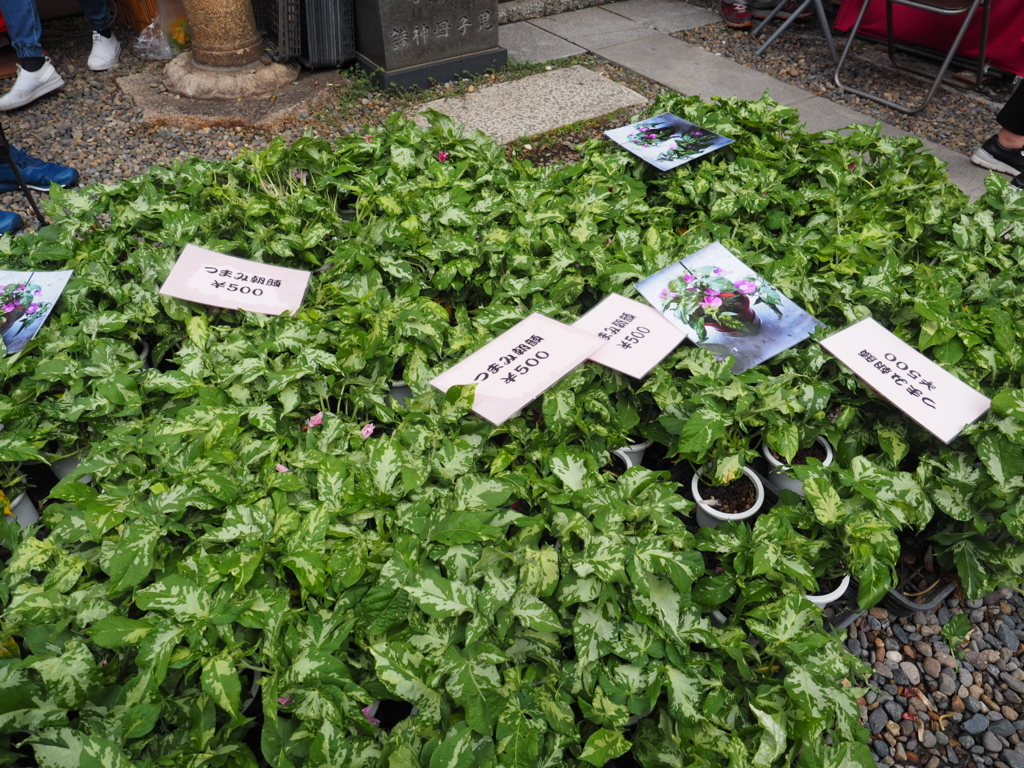 f:id:turumigawa915:20180708190838j:plain