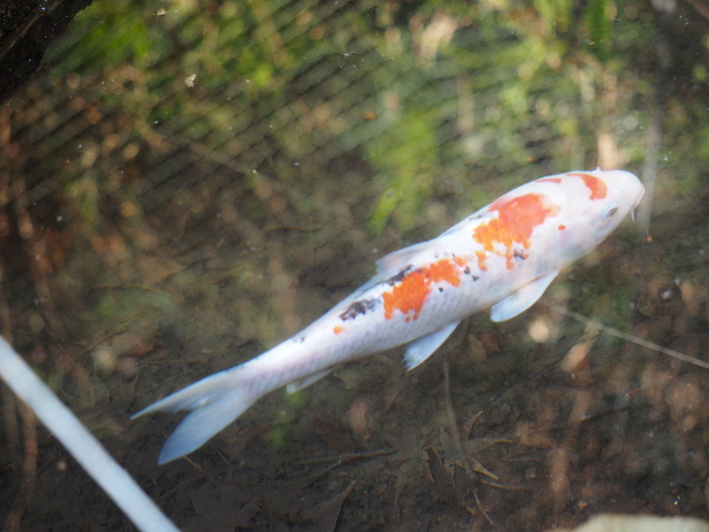 f:id:turumigawa915:20190127141242j:plain