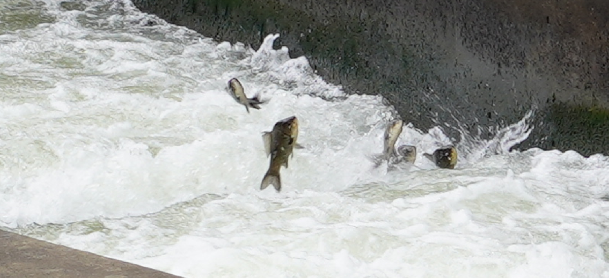 f:id:turumigawa915:20190430162300p:plain