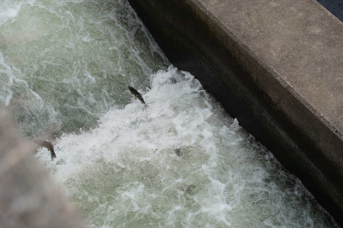 f:id:turumigawa915:20190430162846j:plain