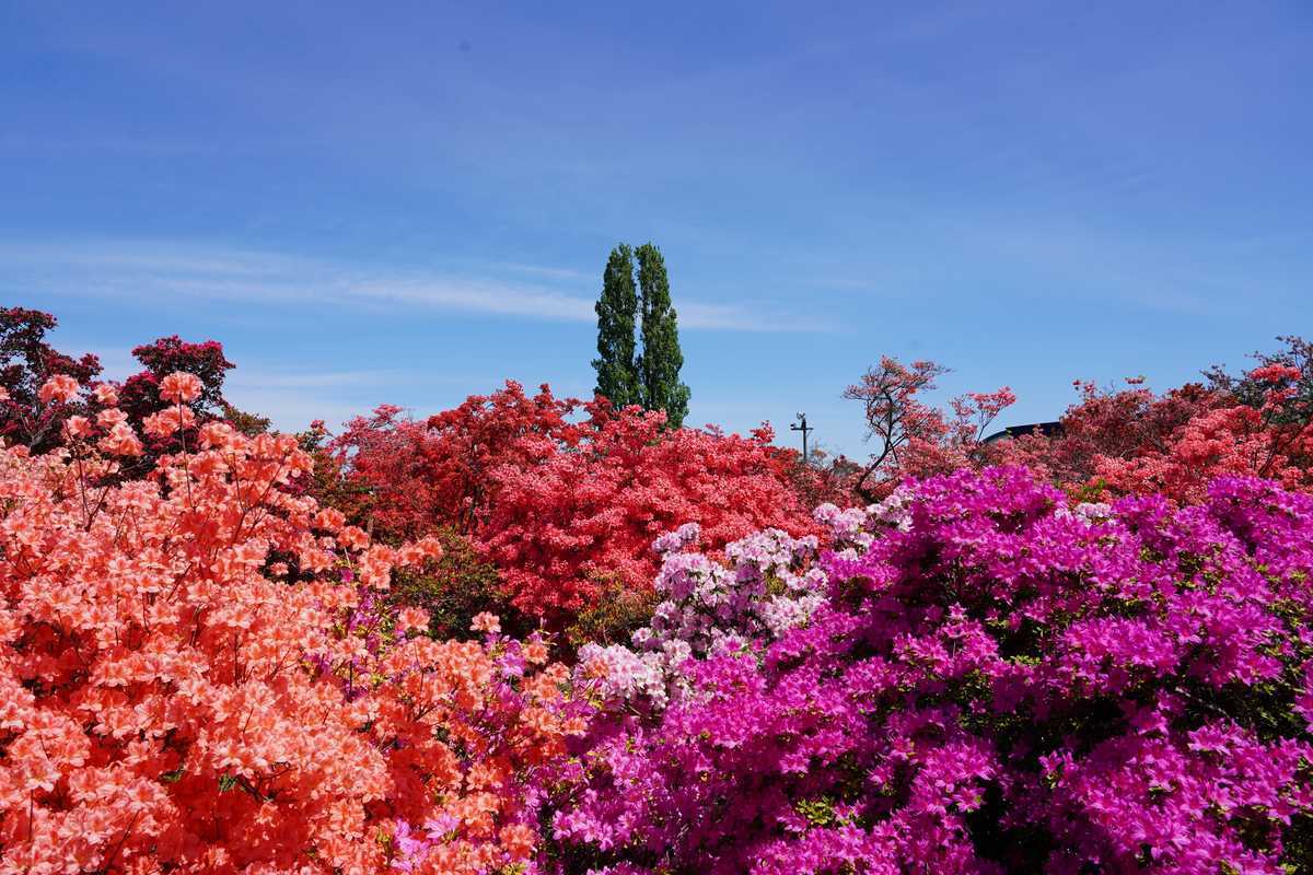 f:id:turumigawa915:20190501123404j:plain