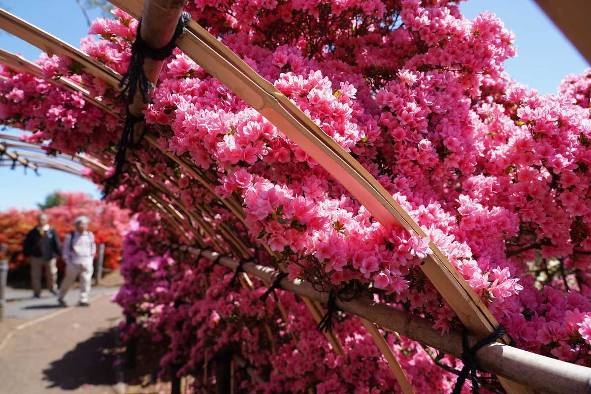 f:id:turumigawa915:20190501135841j:plain