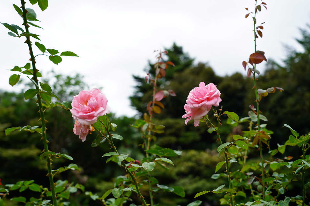 f:id:turumigawa915:20190811154341j:plain