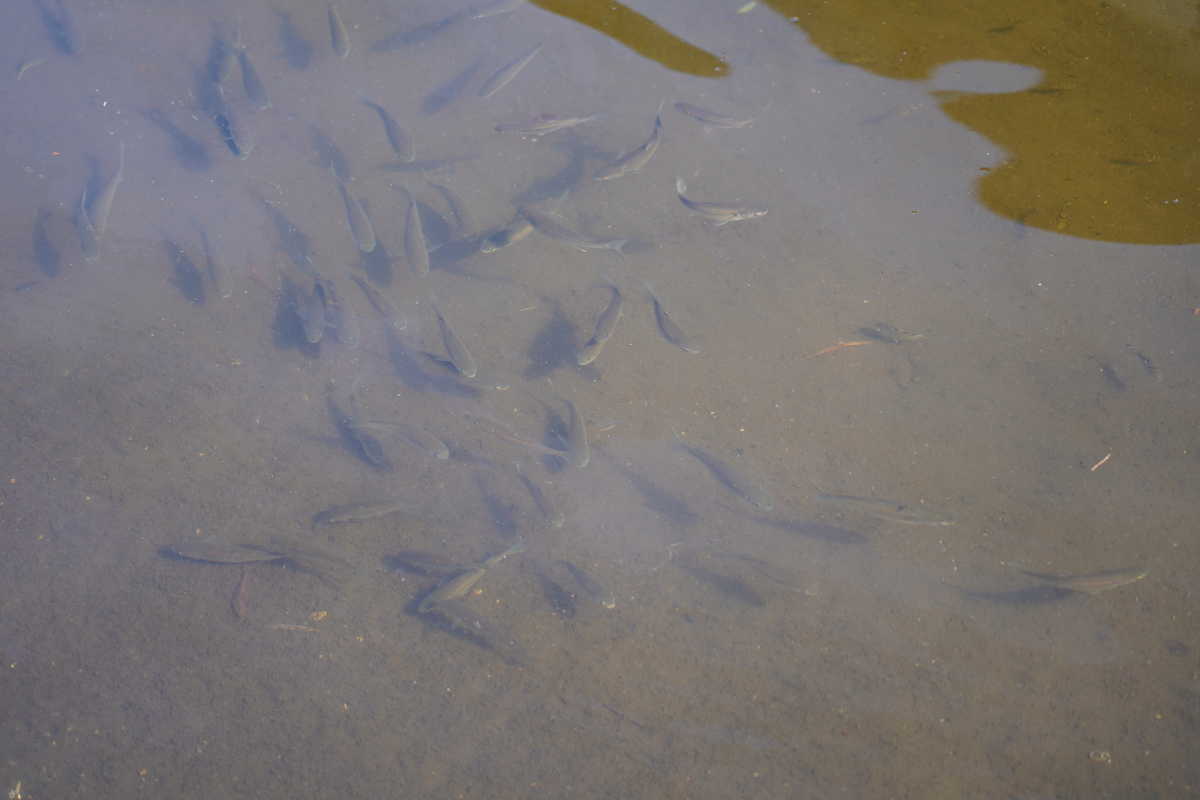 f:id:turumigawa915:20191123221237j:plain