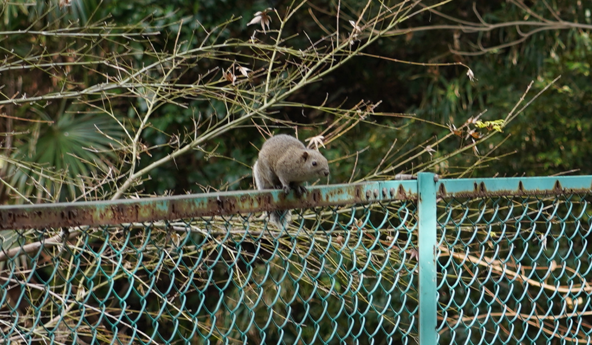 f:id:turumigawa915:20200119185532p:plain