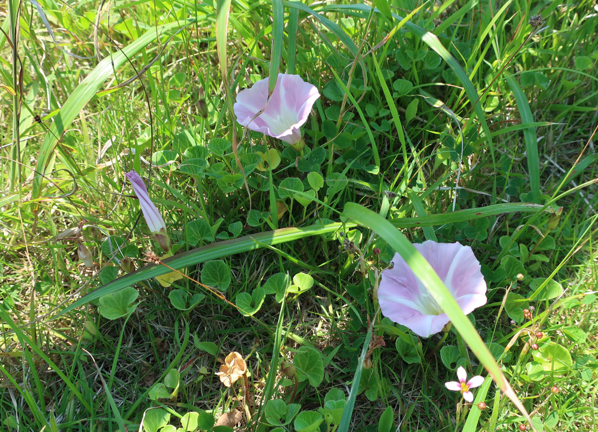 f:id:turumigawa915:20200630213422p:plain