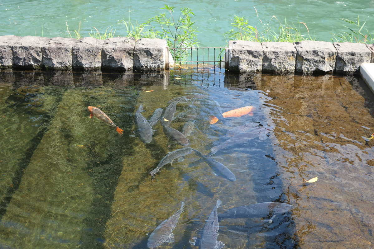 f:id:turumigawa915:20210929155122j:plain