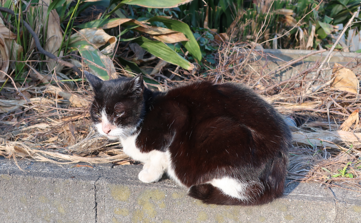 鶴猫 鶴見線で湾岸の海を見ながら猫に癒される猫電小旅 - 海の湘南life