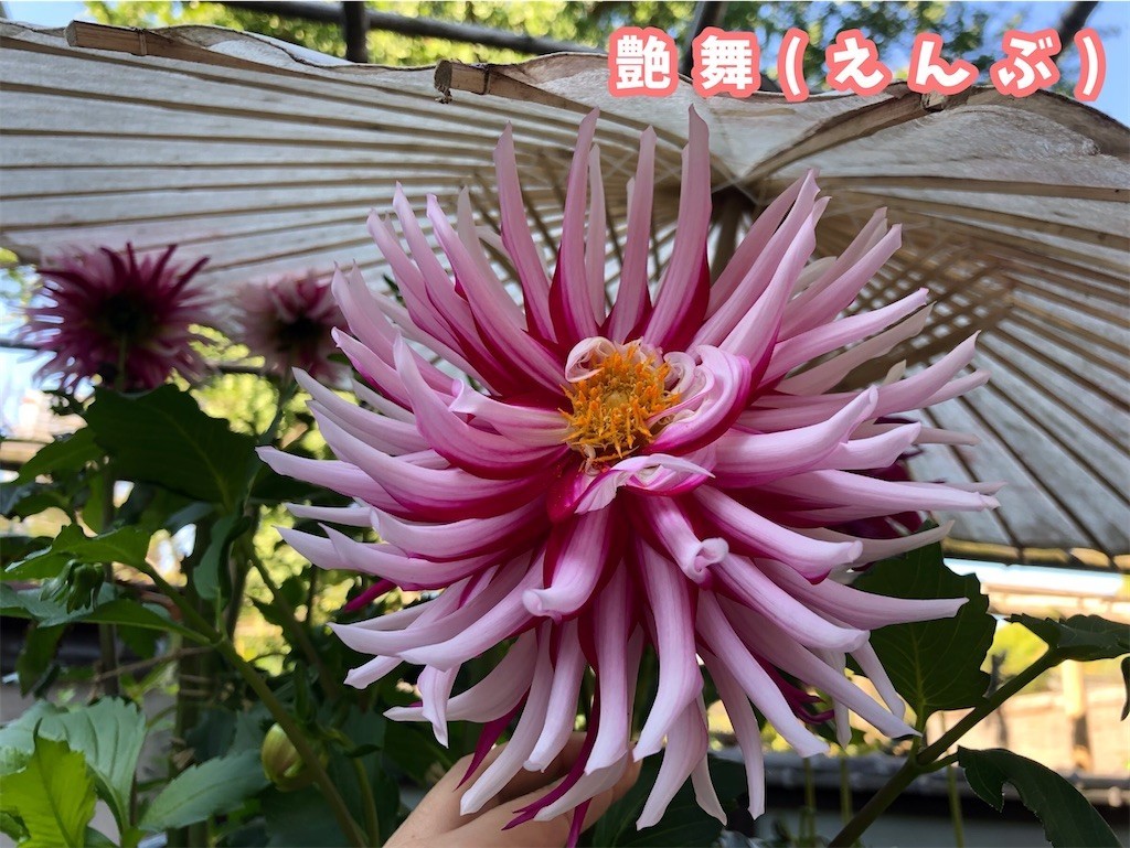 f:id:tuyoki:20211024215236j:image
