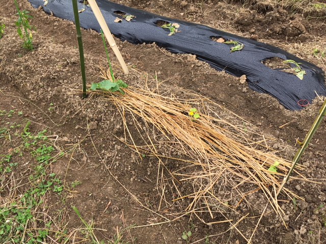 f:id:tuyopon-note:20180708060222j:plain f:id:tuyopon-note:20180708060222j:plain