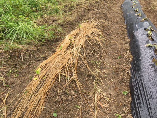 f:id:tuyopon-note:20180708060233j:plain f:id:tuyopon-note:20180708060233j:plain