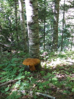 dscf0594.jpg dscf0594.jpg