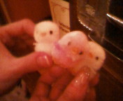 200803282150000.jpg 200803282150000.jpg