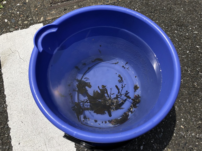 磯で採取した生き物
