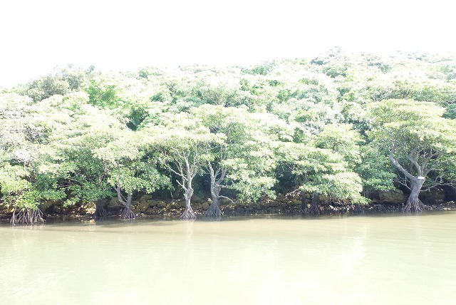 浦内川クルーズ