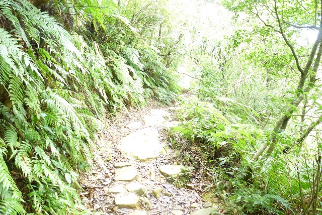 浦内川遊歩道