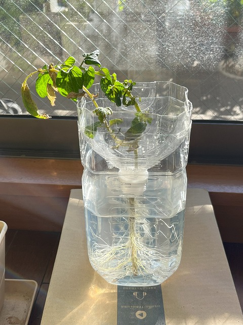 ミニトマトの水耕栽培