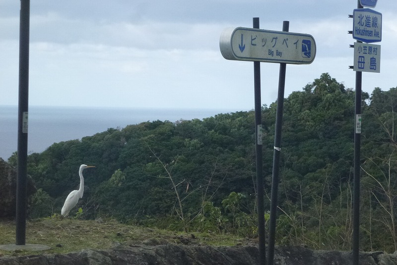 母島 ビッグベイ