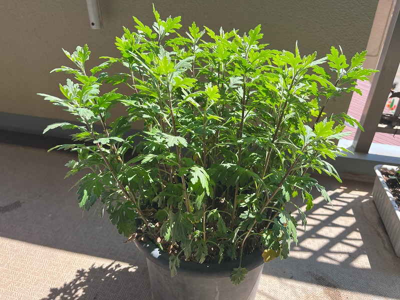 2025　菊