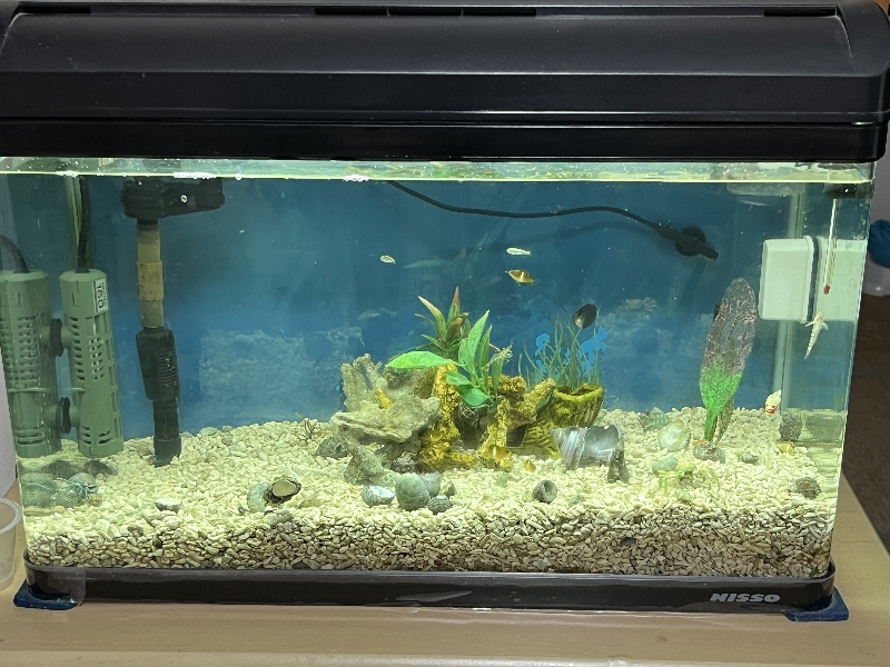 海水魚