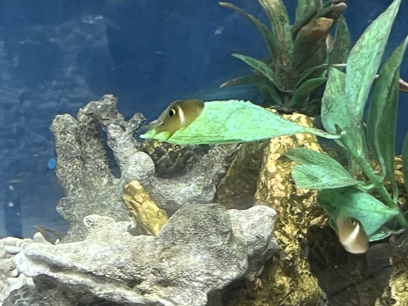 海水魚